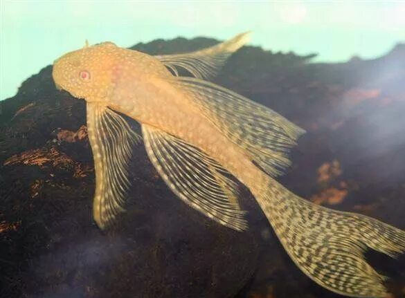 Мечиносцы чёрные, Мечиносцы красные, Моллинезии, Гуппи, Анциструсы.