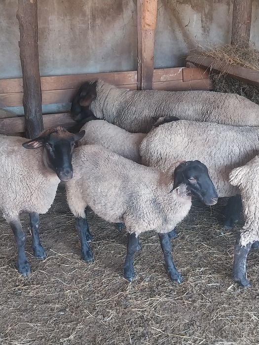 Vând mielute si oi  suffolk