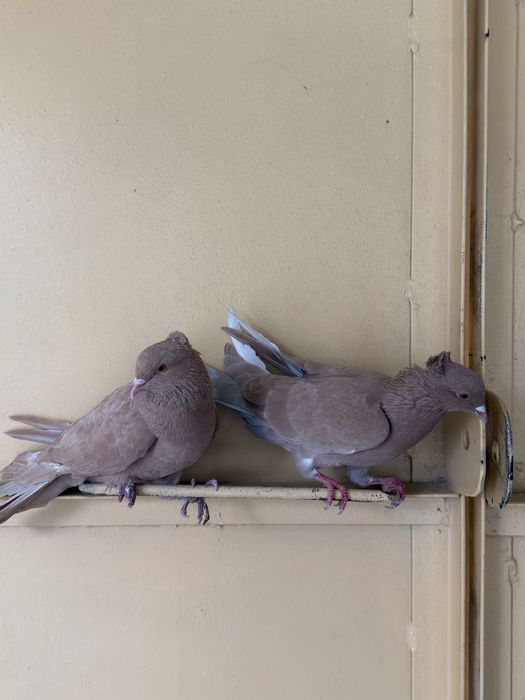 Kabutar faqat para / parasi 250 ming