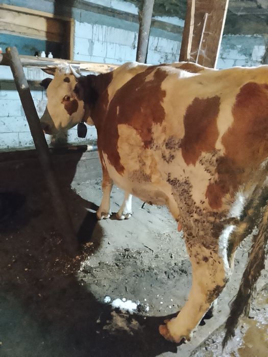 De vînzare 2 vaci și o junincă