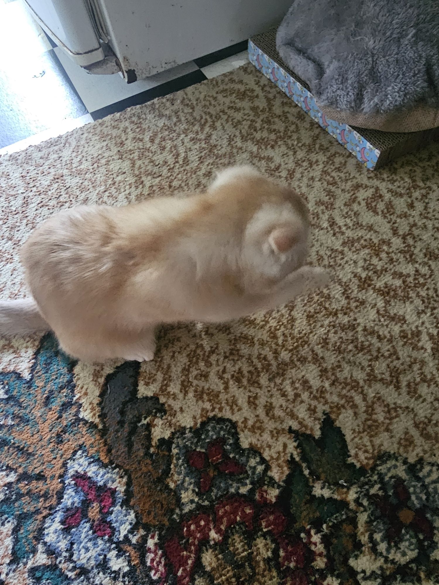 Котёнок Skotish Fold