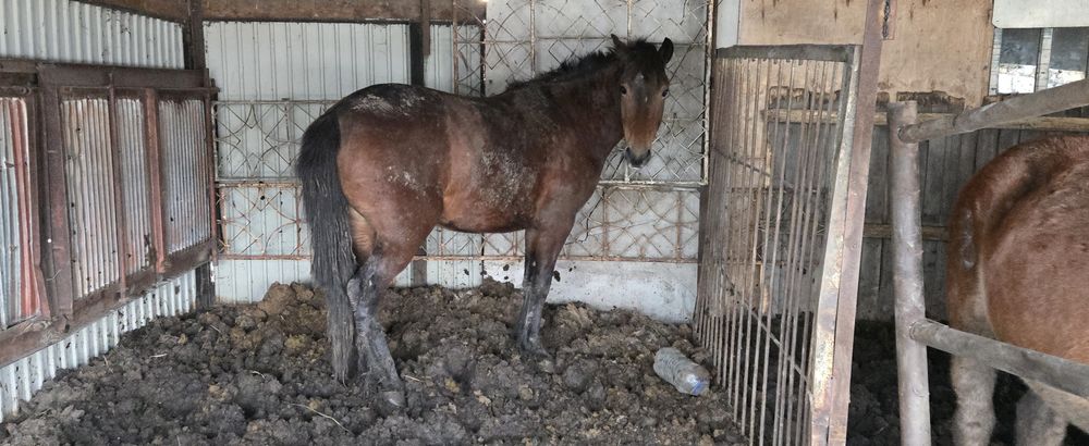 Продам лошадь  Байтал