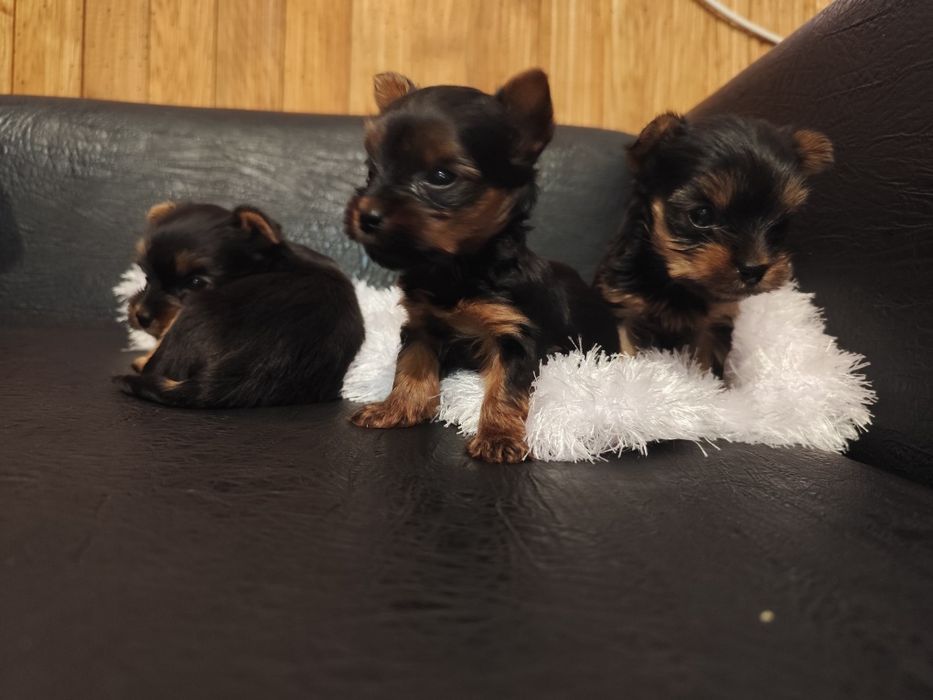 Три коледни женски джуджета