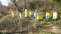 Пчелен мед и отводки от региона на Лудогорието