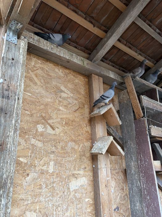 Vand porumbei sau schimb cu gaini