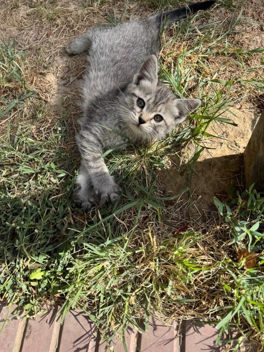 Отдам бесплатно домашних котят