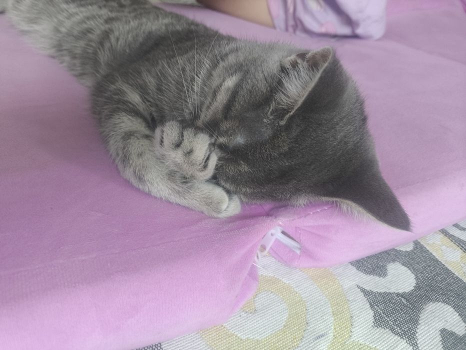 Кошечку отдам бесплатно