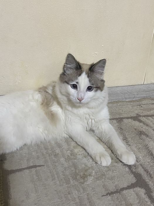 кот для вязки длинашорстный,голубые глаза НЕ ДЛЯ ПРОДАЖИ