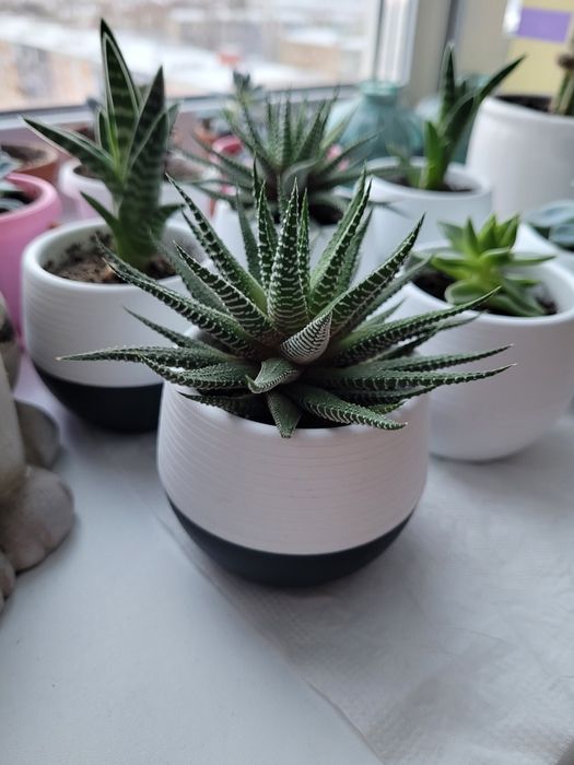 Продам комнатные растения