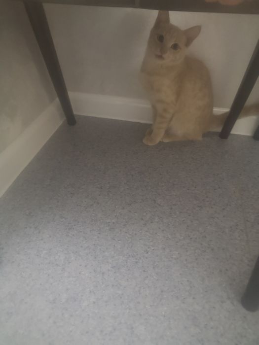 Котёнок симпатяшка.