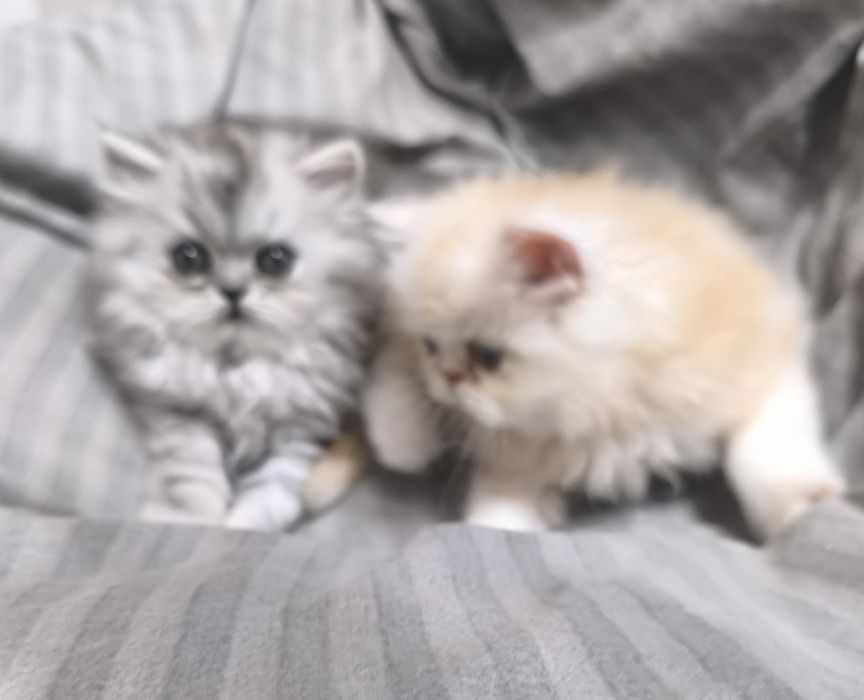 Персидские котята