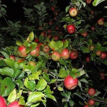 Mar (Soiul Cretesc Rosu De Prahova )