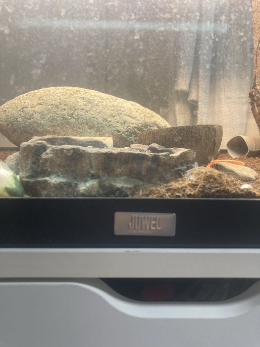 Acvariu/terrariu