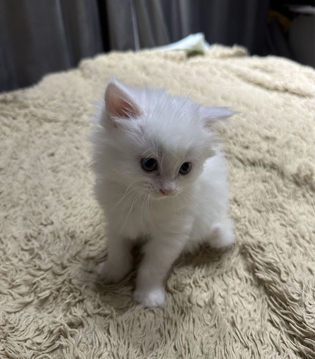 Ангорский котенок