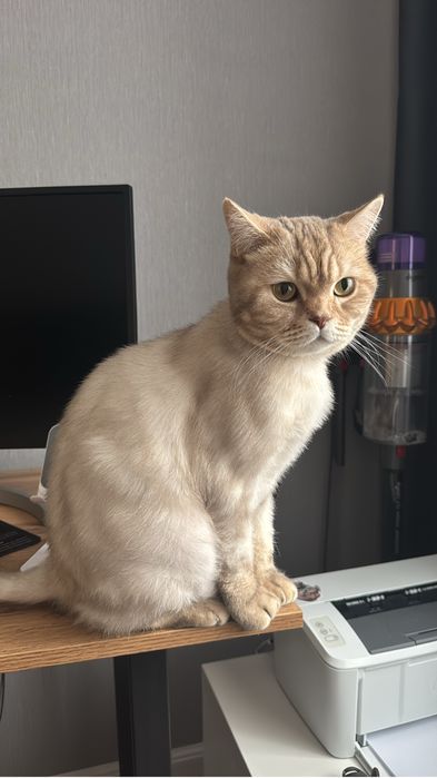 Отдам кота в хорошие руки