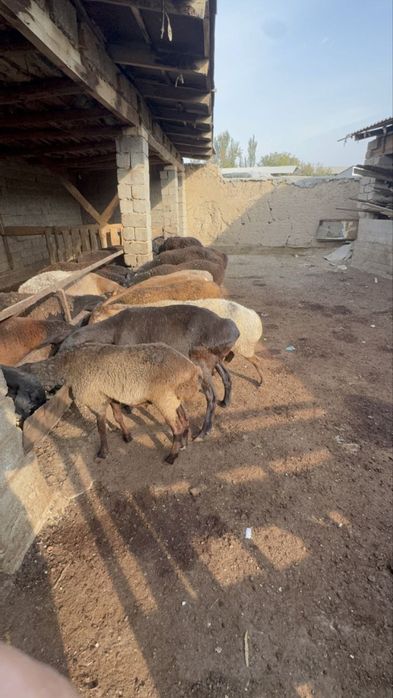 qoylar ona bola ideal