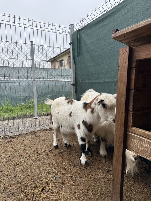 Холадски мини пръч/козел