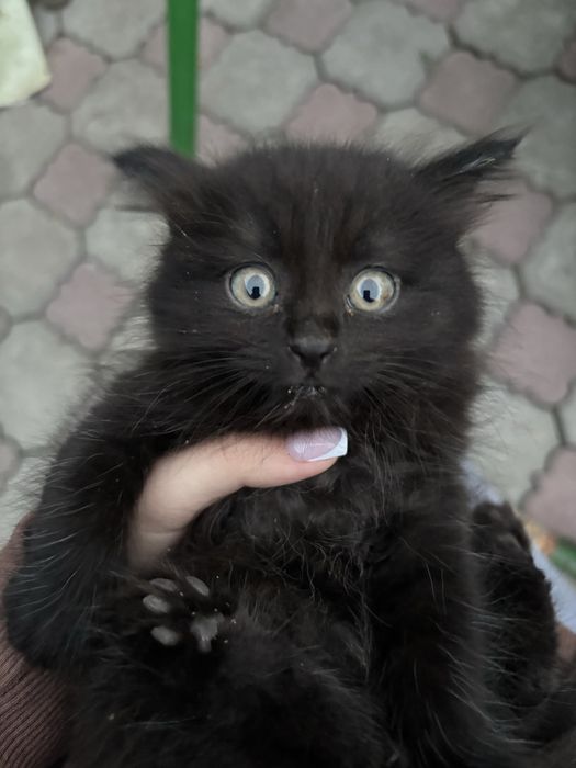 Отдаем красивых котят