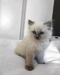 Ragdoll fetiță superbă