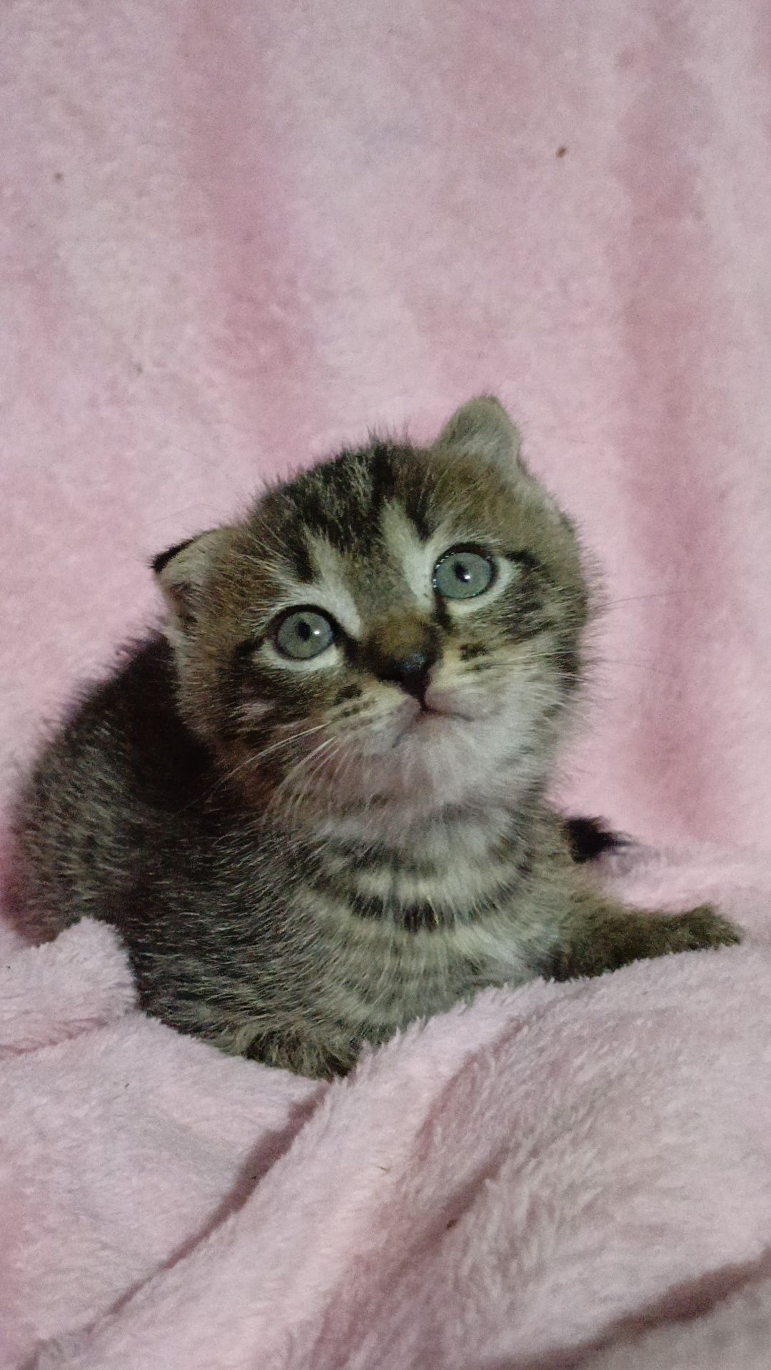 Котёнки вислоухий