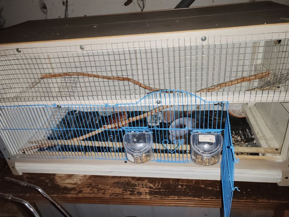 Vând cușca pentru Nimfe sau papagalii