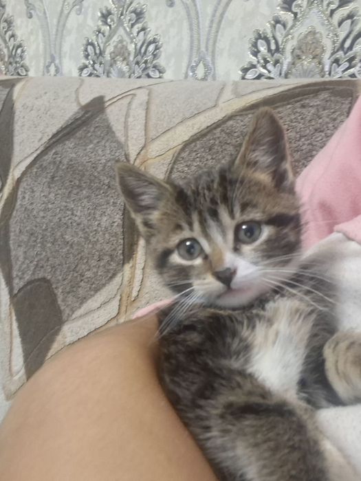 Котенок серый !!