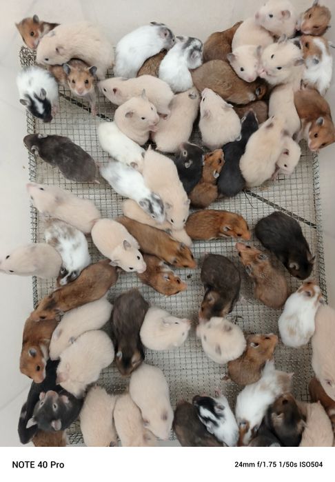 Хомячки оптом разных окрасов