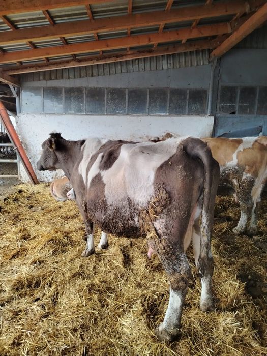 Vând vaca bălțata românească