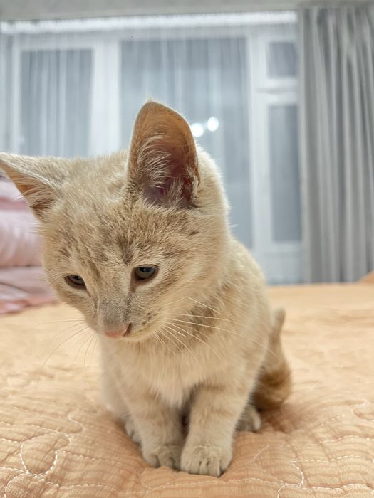 Отдам котёнка в добрые руки