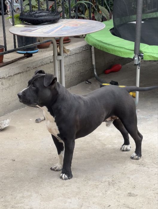 Mascul Amstaff