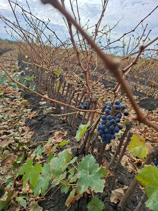 Vând Butași viță de vie Altoita și Hibrida anul 2 și 3 direct de la PR