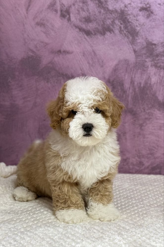 Poodle Bicolor - Raritate in Romania!