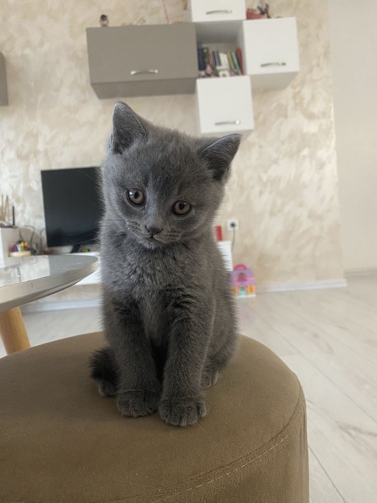 Шотландско котенце