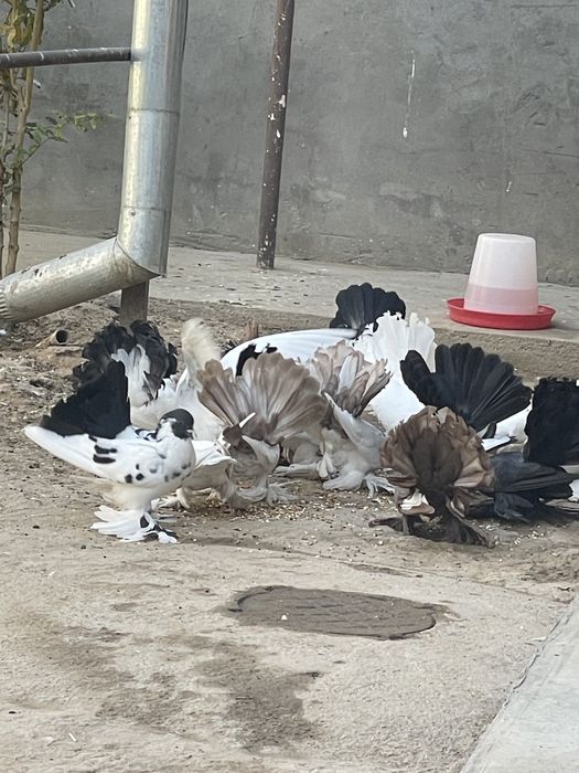 Dekarativniy kaputarlar sotiladi. Pavilin paypoli