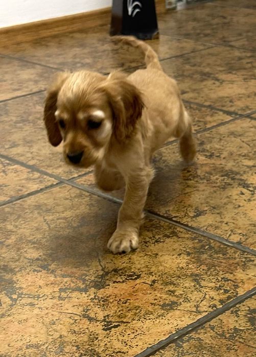 Cocker Spaniel – fetiță, 2 luni – cu carnet, vaccinuri și deparazitare