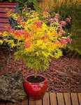 Artar japonez Acer palmatum atropurpureum Katsura Garnet Sango kaku