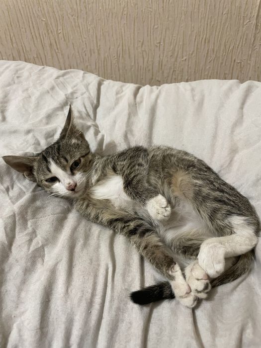 Отдаётся кошка девочка
