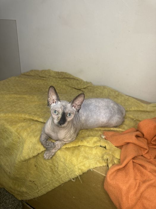 Канадски сфинкс котенца женски