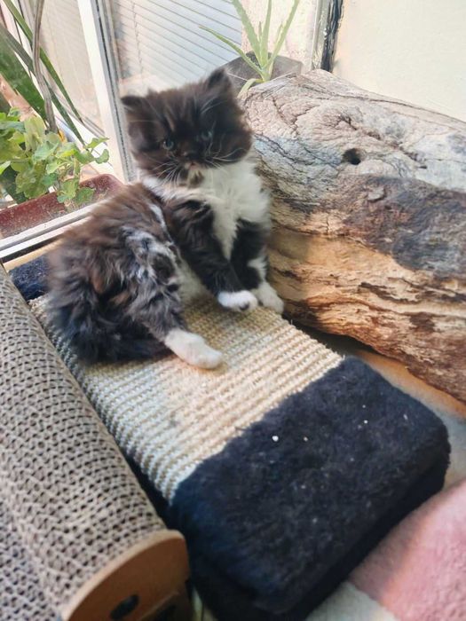 Персийски котета