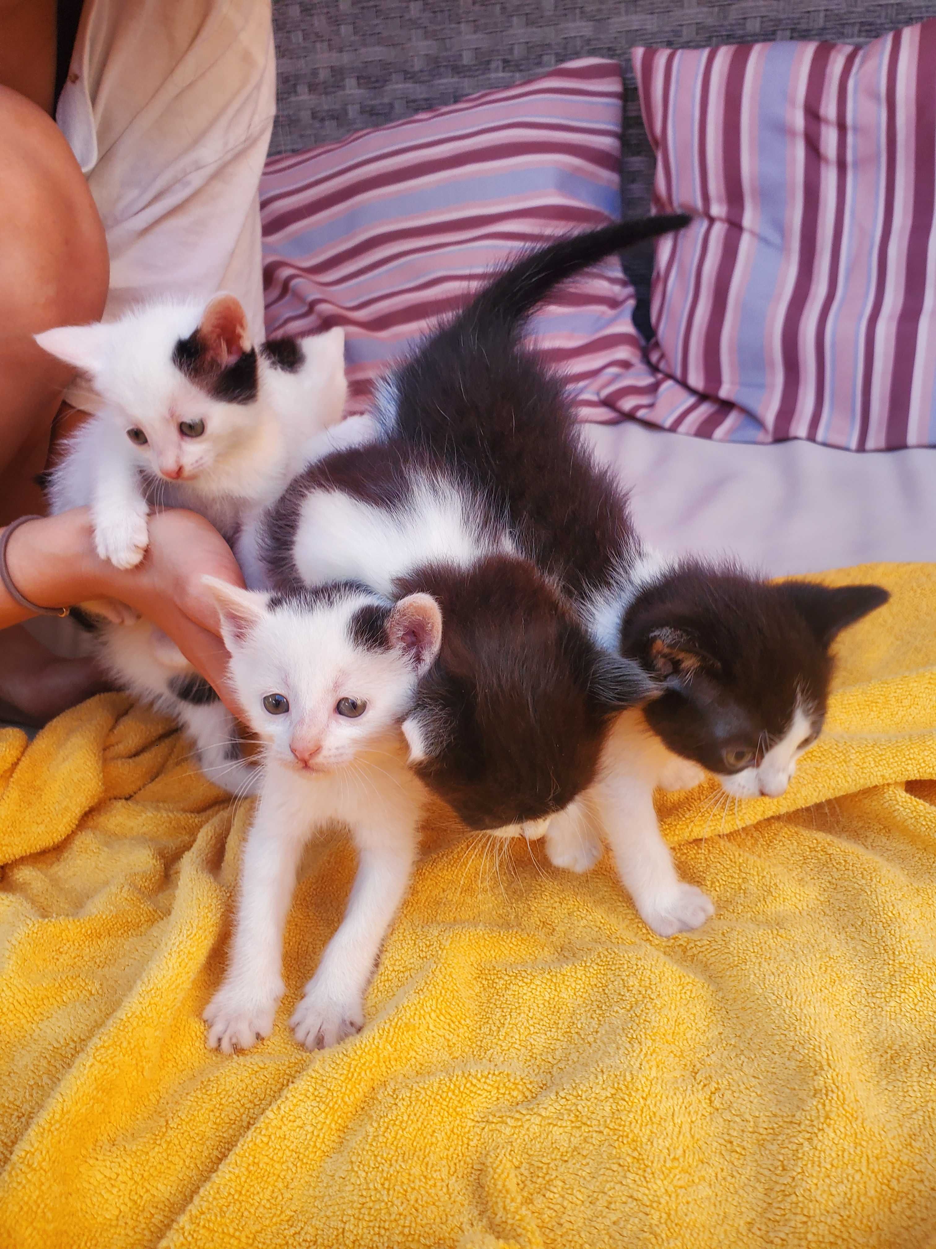 4 котенца, момичета, търсят дом