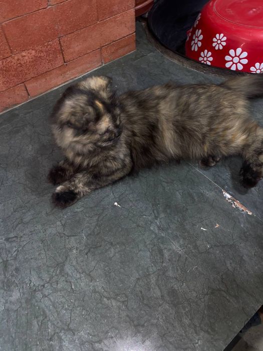 Чорние пушисть домашние кот