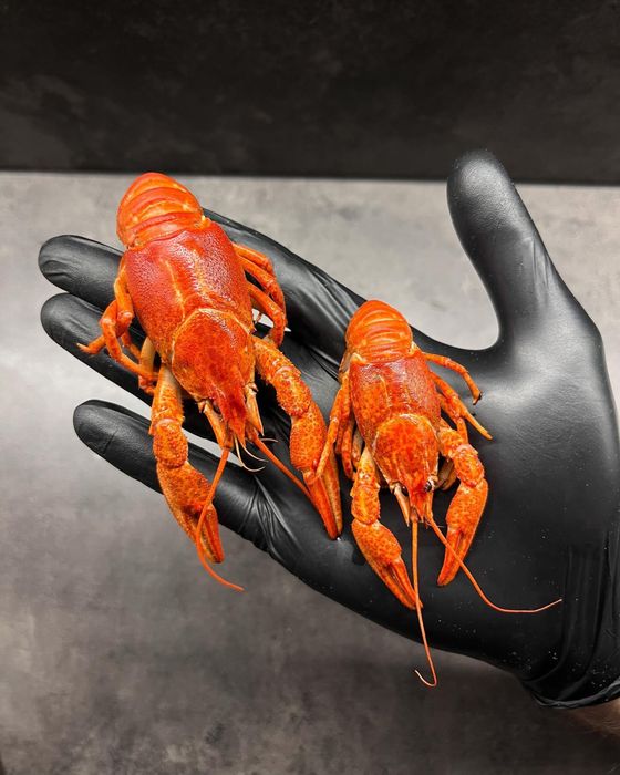 Свежайшие раки по лучшим ценам!