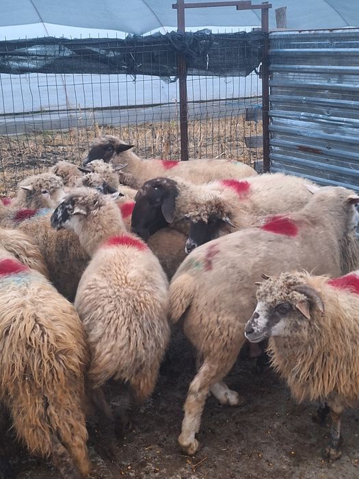 Vând 20 de oi grase