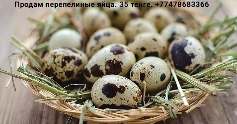 Продам фермерское яйцо перепела