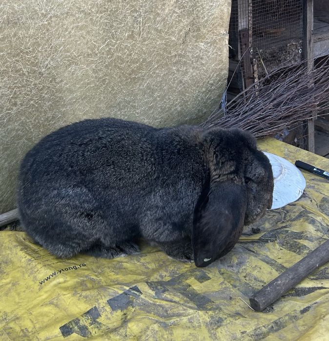 Iepuroi berbec german