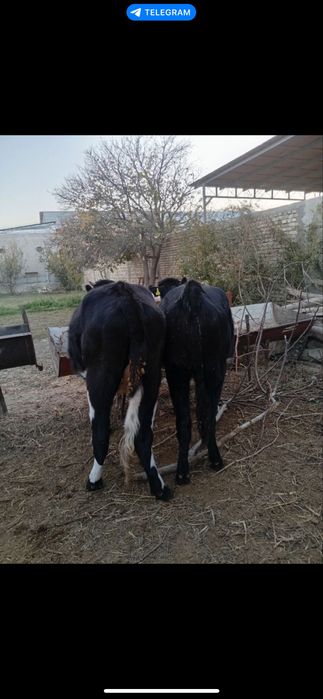 Гуножин лар сотилади