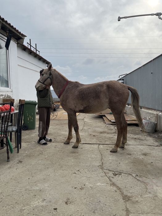 Қунан сатылады біңгі