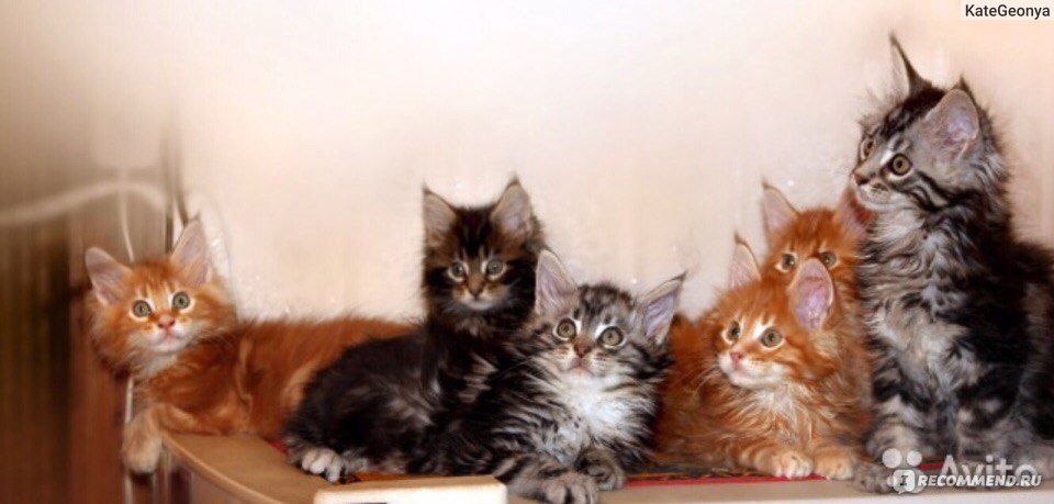 Готовы к брони и переезду Куно детки