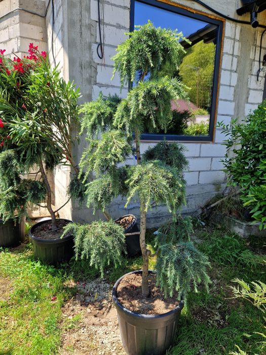 Vând diferite specii de plante ornamentale