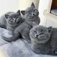 British shorthair Blue